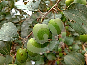 Ziziphus mauritiana fruit on tree