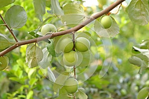 Ziziphus mauritiana fruits