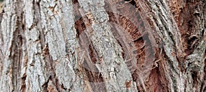 Ziziphus mauritiana tree bark texture