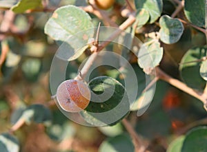 Ziziphus Nummularia - Indian Berries - Jharber - Fruit, Leaves, and Plant