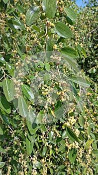 Ziziphus spina-christi or Christ`s thorn jujube