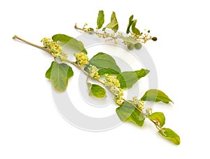 Ziziphus spina-christi, known as the Christ`s thorn jujube. Twig with flowers and fruits. Isolated.