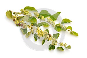 Ziziphus spina-christi, known as the Christ`s thorn jujube. Twig with flowers and fruits. Isolated.