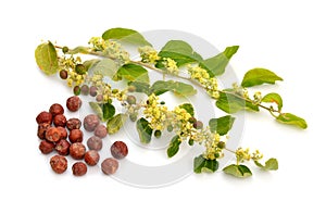 Ziziphus spina-christi, known as the Christ`s thorn jujube. Twig with flowers and fruits. Isolated.