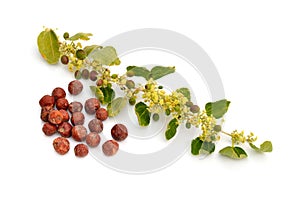 Ziziphus spina-christi, known as the Christ`s thorn jujube. Twig with flowers and fruits. Isolated.