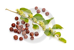 Ziziphus spina-christi, known as the Christ`s thorn jujube. Twig with flowers and fruits. Isolated.