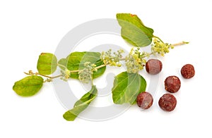 Ziziphus spina-christi, known as the Christ`s thorn jujube. Twig with flowers and fruits. Isolated.