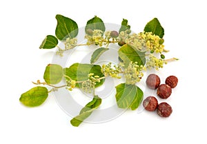 Ziziphus spina-christi, known as the Christ`s thorn jujube. Twig with flowers and fruits. Isolated