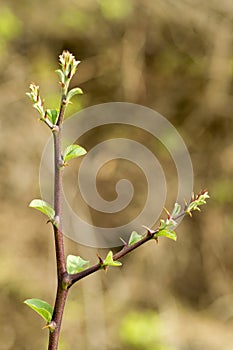 Zizyphus jujuba, jujube red date