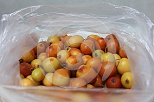 Zizyphus mauritiana Lamk