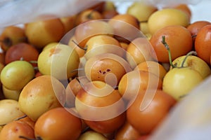 Zizyphus mauritiana Lamk