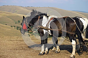 Zlatibor horses