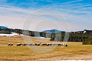 Zlatibor meadows with sheeps
