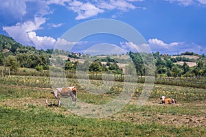 Zlatibor region in Serbia