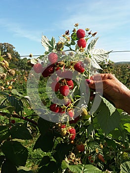 Zmeura fructe de cultura photo