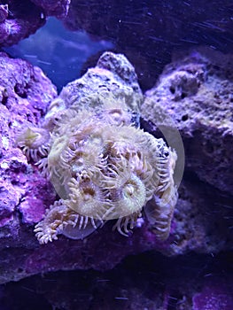 Zoa
