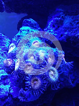 Zoa