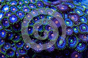 Zoantharia soft coral