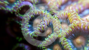 Zoanthid