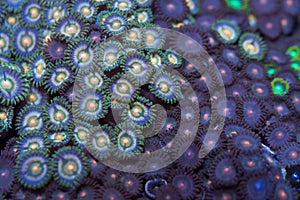 Zoanthid Coral Bed 