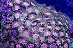 Zoanthid coral colony abstract