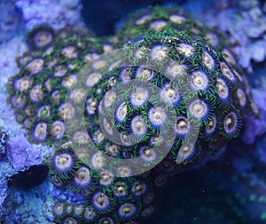 Zoanthid coral