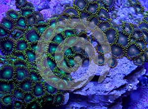 Zoanthid coral