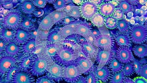 Zoanthid coral in Light Ocean Current