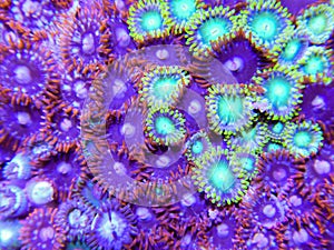 Zoanthid corals