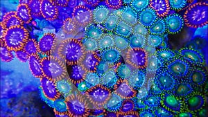 Zoanthid corals in current