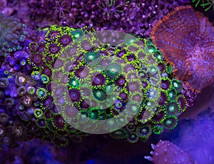 Zoanthid and Mushroom Soft Corals Living Together