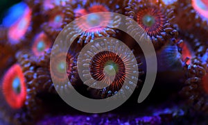 Zoanthid`s polyps colonies are amazing colorful living decoration for every coral reef aquarium tank