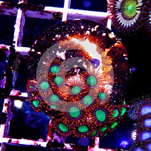 Zoanthid`s polyps colonies are amazing colorful living decoration for every coral reef aquarium tank