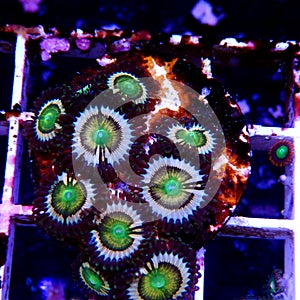 Zoanthid`s polyps colonies are amazing colorful living decoration for every coral reef aquarium tank