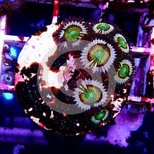 Zoanthid`s polyps colonies are amazing colorful living decoration for every coral reef aquarium tank