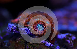 Zoanthid`s polyps colonies are amazing colorful living decoration for every coral reef aquarium tank