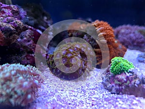 Zoanthid`s polyps colonies are amazing colorful living decoration for every coral reef aquarium tank