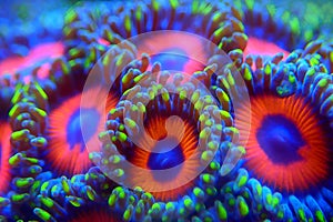 Zoanthid`s polyps colonies are amazing colorful living decoration for every coral reef aquarium tank