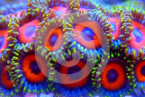 Zoanthid`s polyps colonies are amazing colorful living decoration for every coral reef aquarium tank