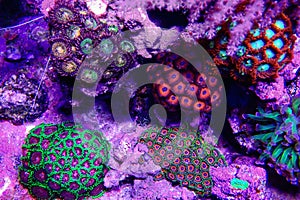 Zoanthid`s polyps colonies are amazing colorful living decoration for every coral reef aquarium tank