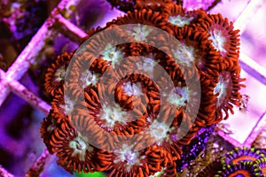 Zoanthid`s polyps colonies are amazing colorful living decoration for every coral reef aquarium tank