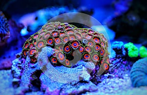 Zoanthid`s polyps colonies are amazing colorful living decoration for every coral reef aquarium tank