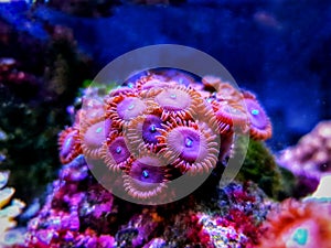 Zoanthid`s polyps colonies are amazing colorful living decoration for every coral reef aquarium tank