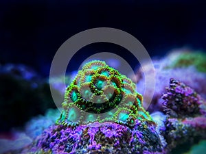 Zoanthid`s polyps colonies are amazing colorful living decoration for every coral reef aquarium tank