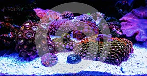 Zoanthid`s polyps colonies are amazing colorful living decoration for every coral reef aquarium tank