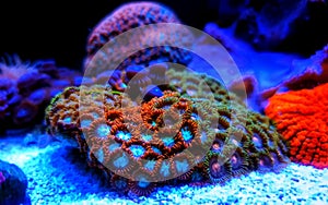 Zoanthid`s polyps colonies are amazing colorful living decoration for every coral reef aquarium tank