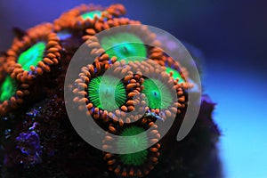 Zoanthid`s polyps colonies are amazing colorful living decoration for every coral reef aquarium tank