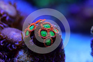 Zoanthid`s polyps colonies are amazing colorful living decoration for every coral reef aquarium tank