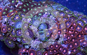 Zoanthid soft coral