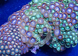 Zoanthid soft coral